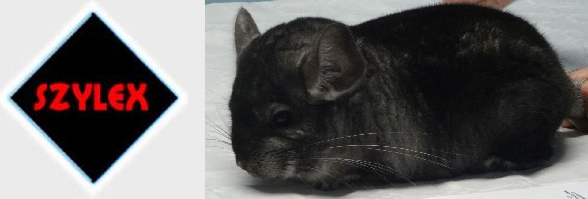 SZYLEX разведение шиншилл кормить кормовые клетки шиншилл в Польше 02