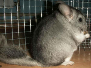 SZYLEX разведение шиншилл кормить кормовые клетки шиншилл в Польше 01