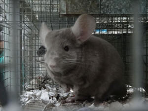 SZYLEX разведение шиншилл кормить кормовые клетки шиншилл в Польше 02