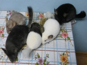 SZYLEX разведение шиншилл кормить кормовые клетки шиншилл в Польше 04