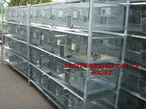 SZYLEX разведение шиншилл кормить кормовые клетки шиншилл в Польше 08